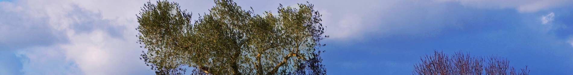 header_image